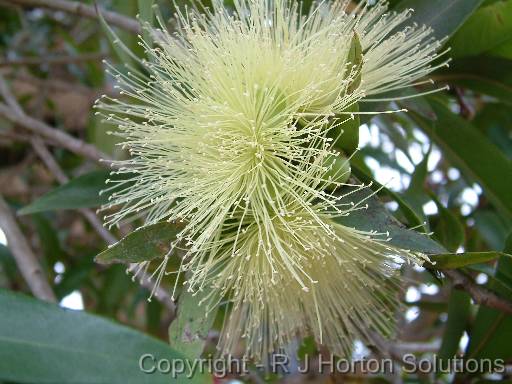 Myrtaceae - Name to be found 